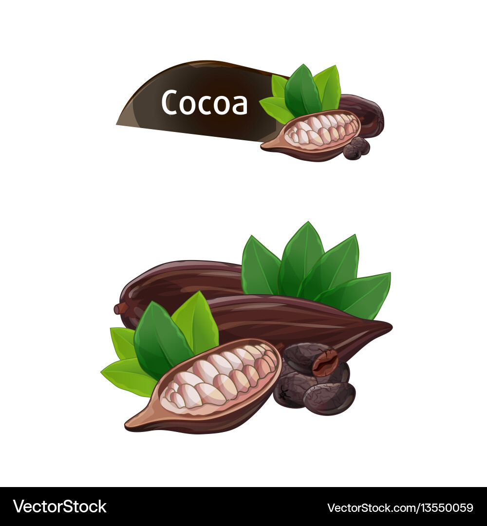 Cocoa pod in nutshell with leaves set Cocoa pod in nutshell with leaves set vector image