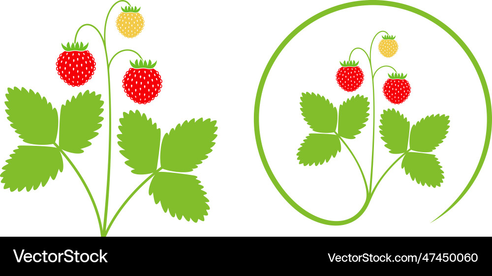 Wild strawberry vector image