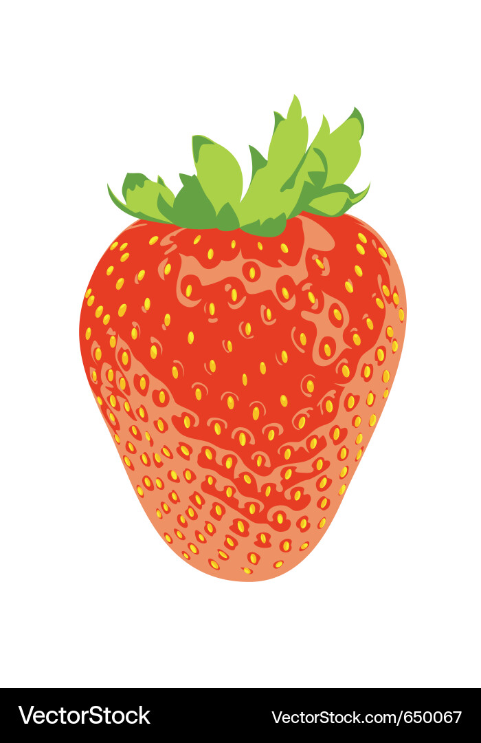 Strawberry vector image