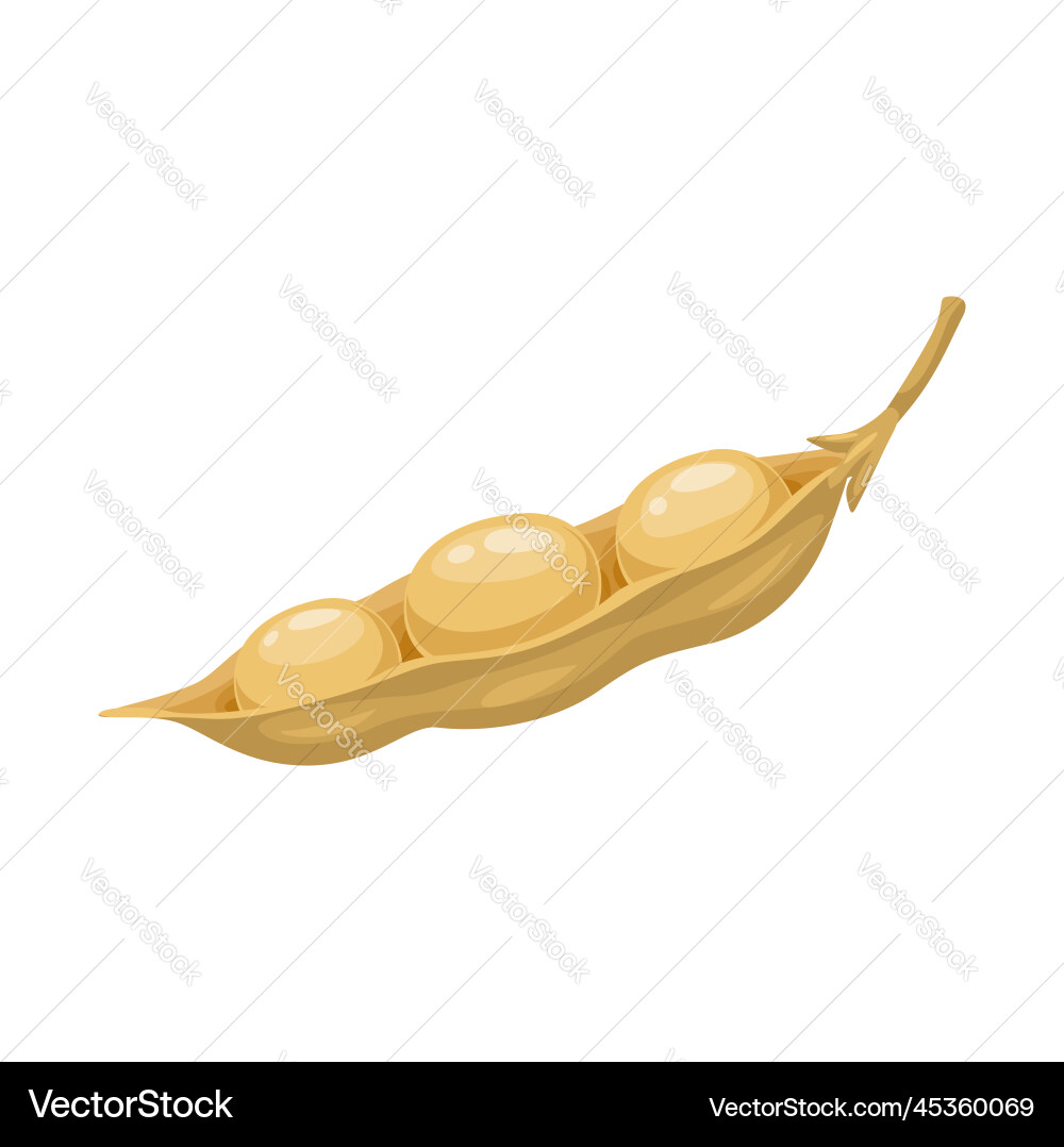 Raw soy isolated dry soybeans pod with seeds vector image