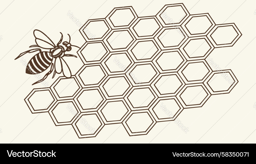 Honeycomb Grid Pattern Vector Image