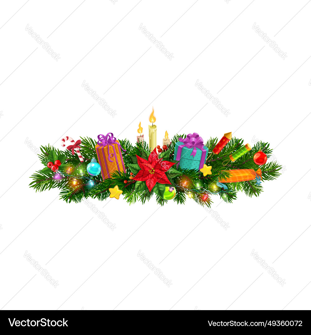 Christmas fir pine branch with poinsettia flower vector image