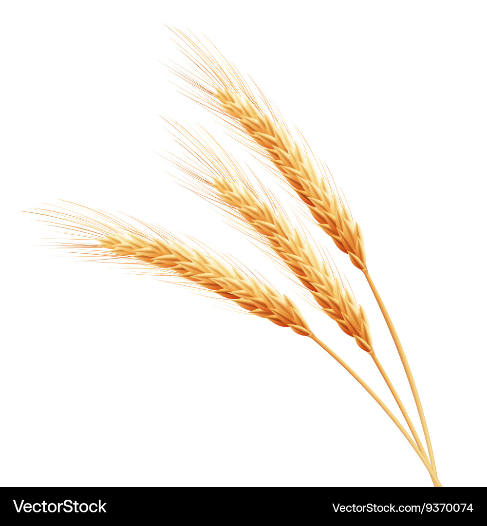 Wheat ears with space for text eps 10 vector image