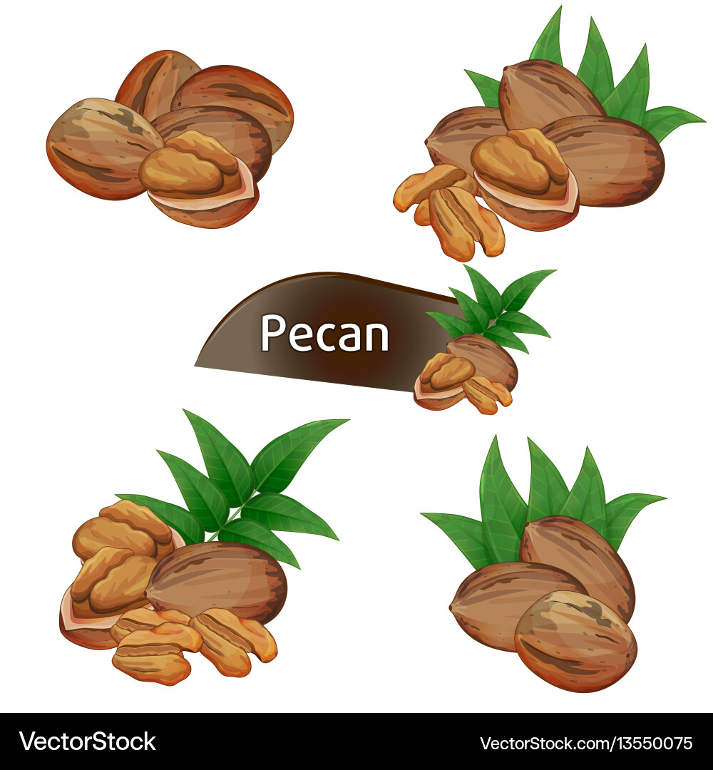 Pecan kernel in nutshell with leaves set Pecan kernel in nutshell with leaves set vector image