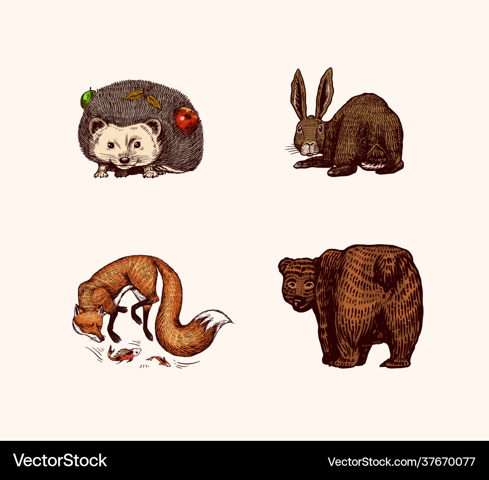 Forest animals bear grizzly and red fox hare vector image