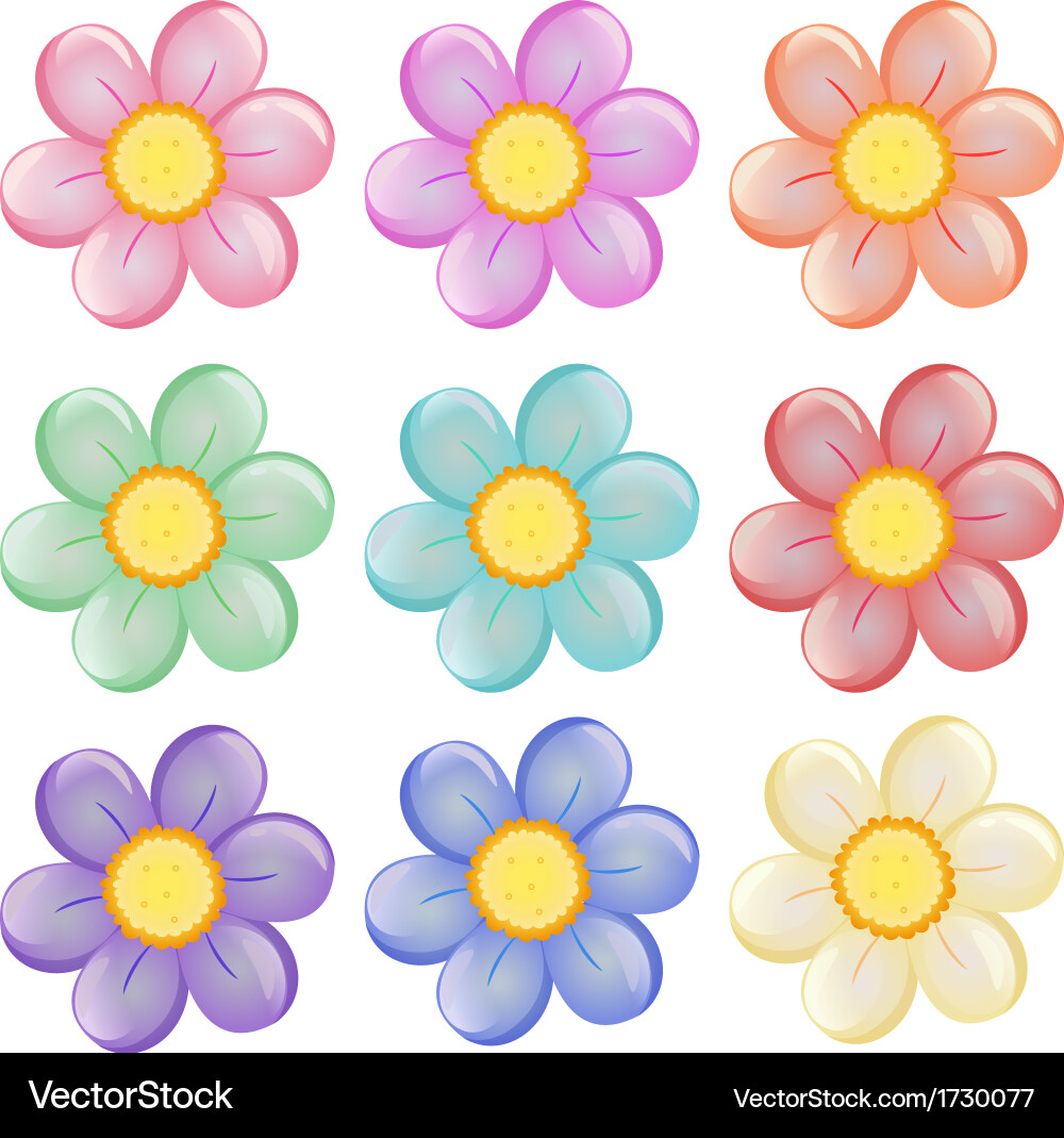 Nine colorful flowers vector image