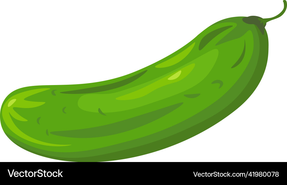 Fresh cucumber organic natural vegetable Fresh cucumber organic natural vegetable vector image