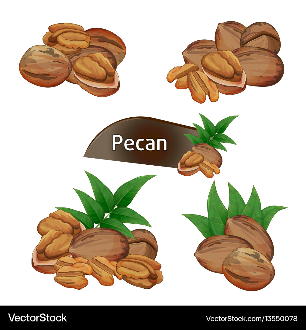Pecan Nut in Shell with Leaves Vector Image