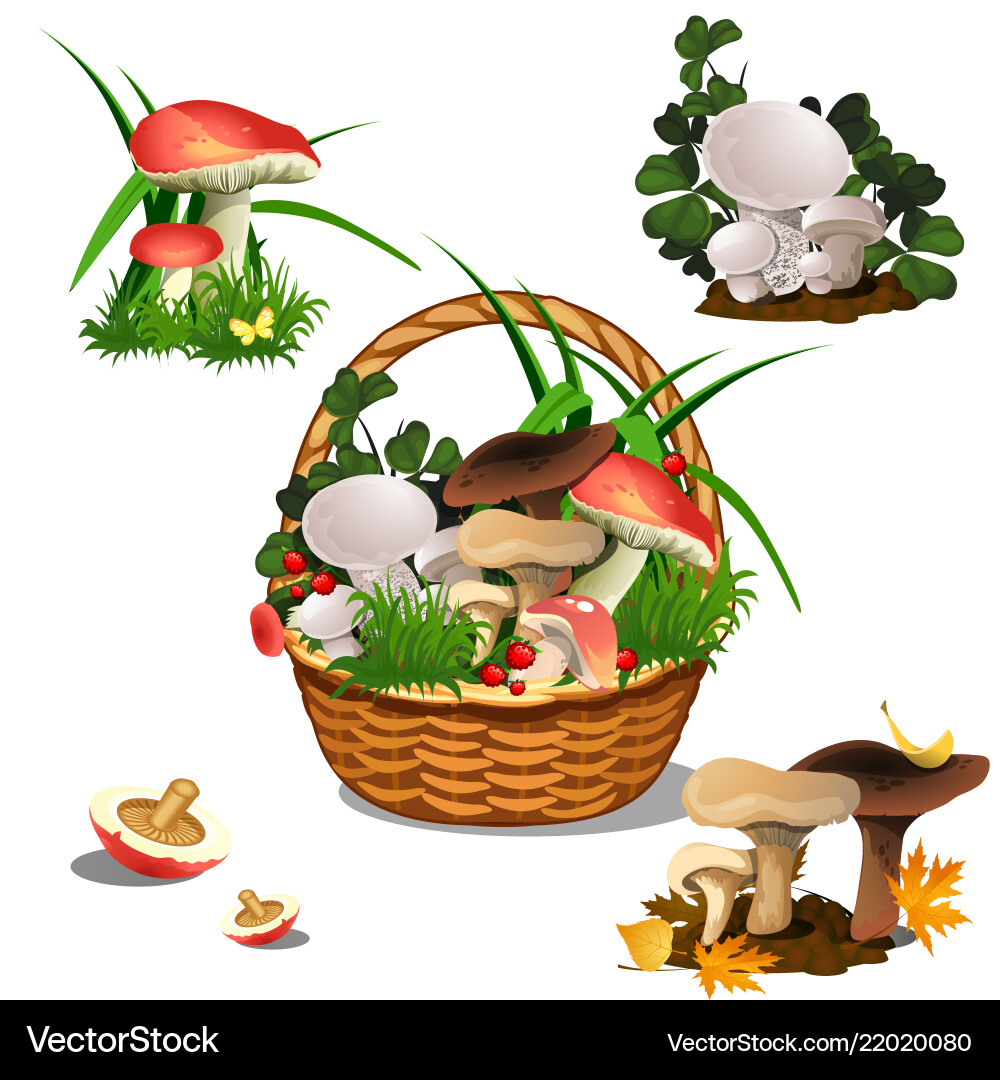 Basket with mushrooms isolated on white background vector image