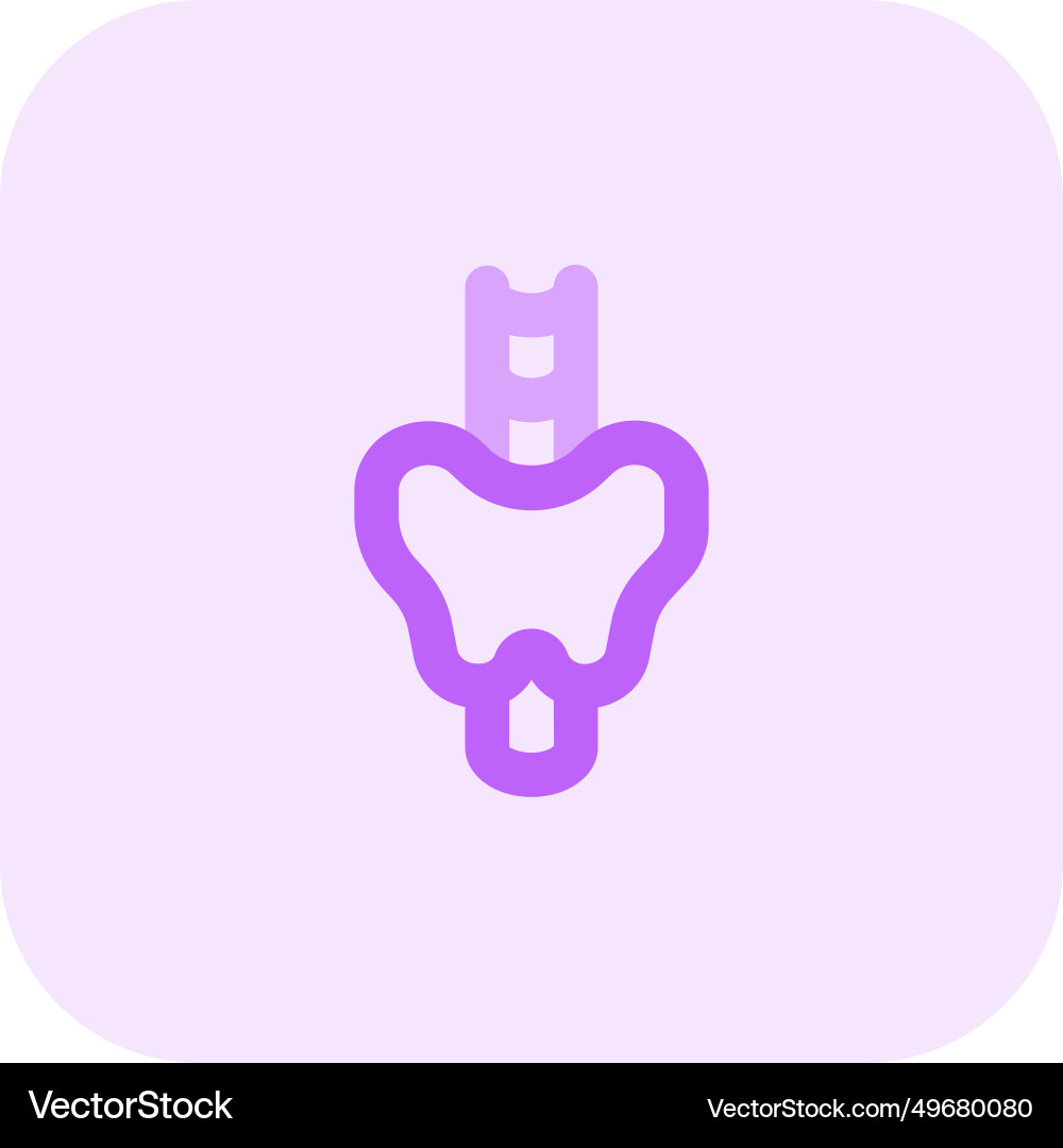 Thyroid is a butterfly-shaped gland that sits low Vector Image