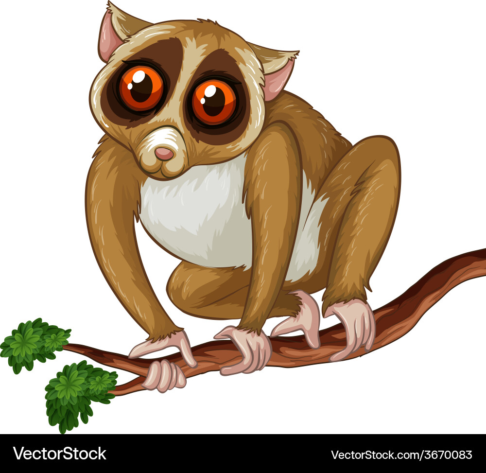 Loris Vector Image