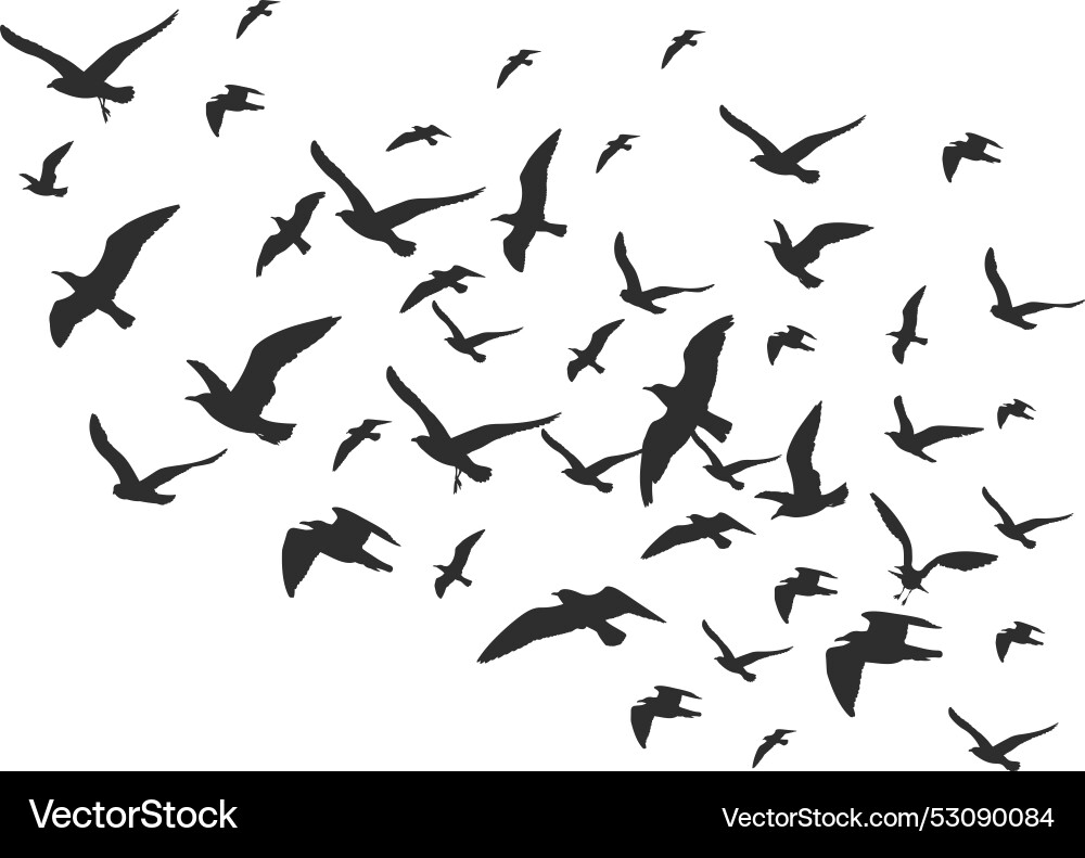 Black Bird Flock Silhouettes Vector Image