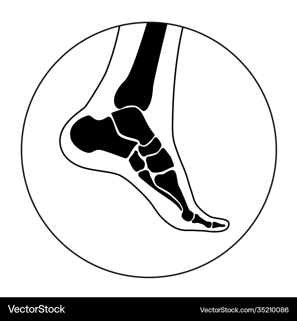 Human bones concept Royalty Free Vector Image - VectorStock