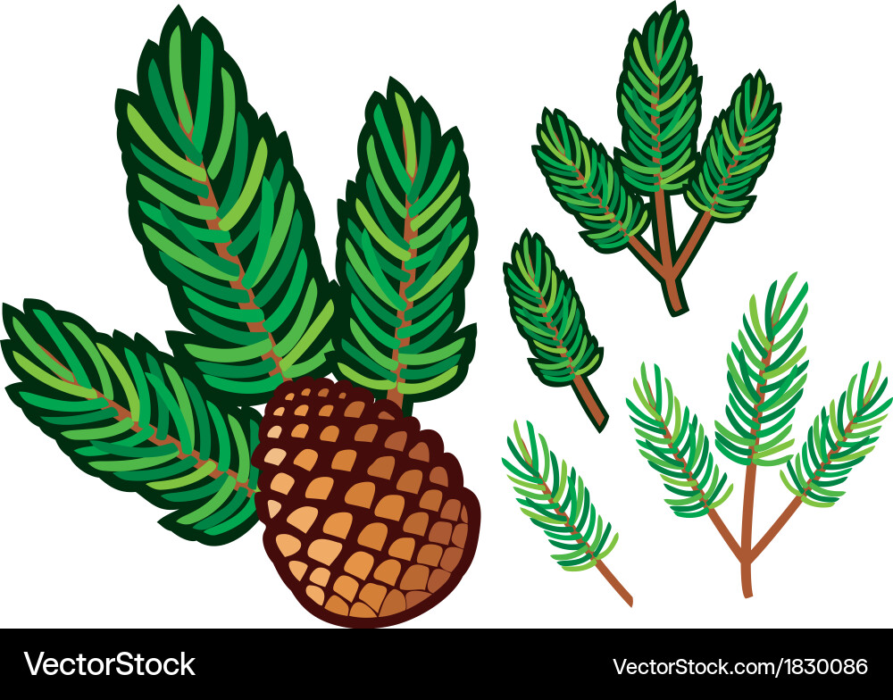 Pine Branch with Cone vector image