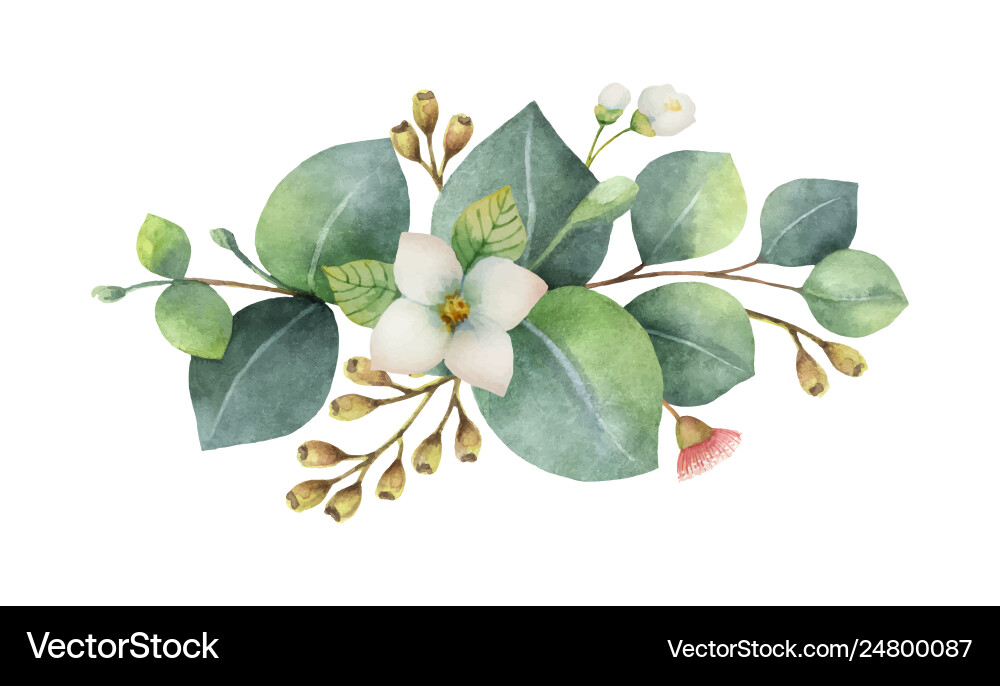 Watercolor bouquet with green eucalyptus vector image