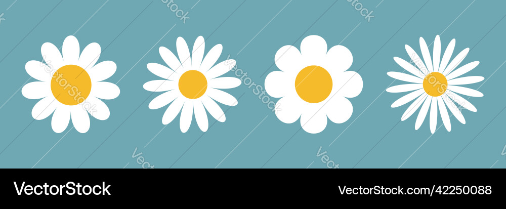 Camomile daisy set line four white chamomile icon Camomile daisy set line four white chamomile icon vector image