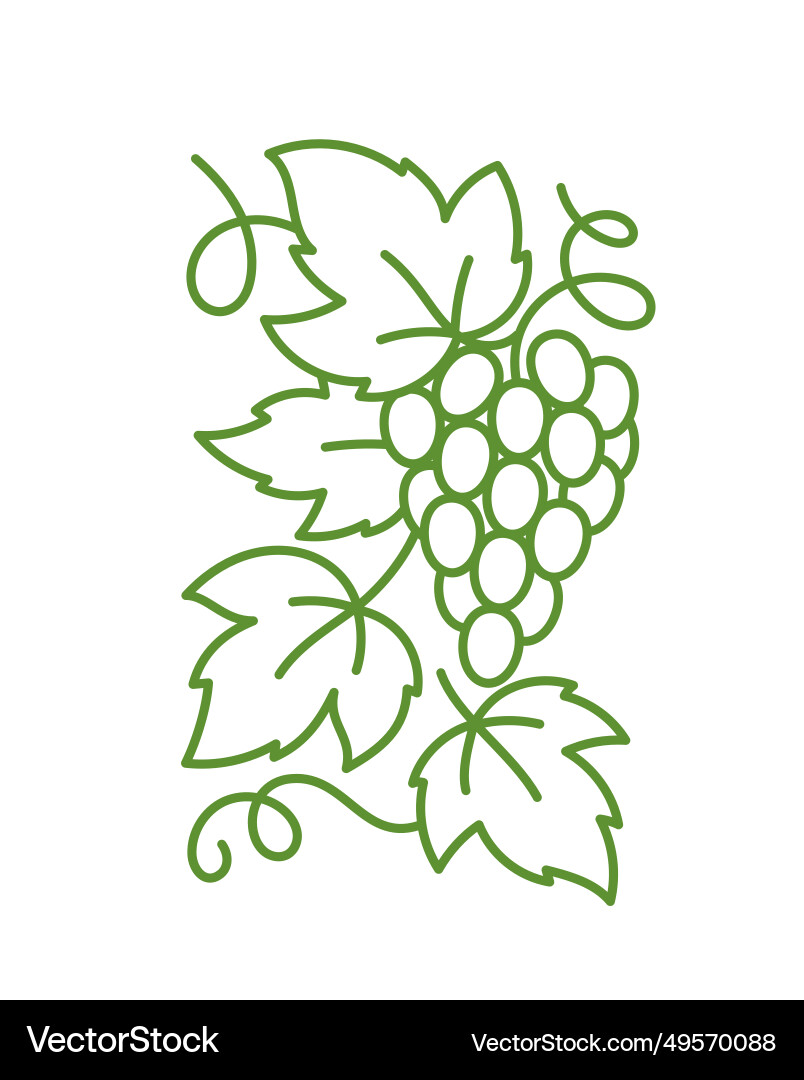 Grape design element vine leaves editable vector image