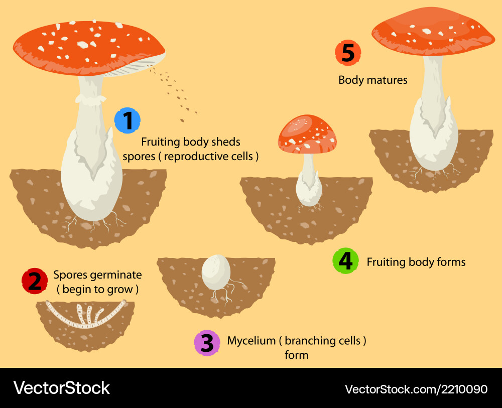 Fungal Spore Reproduction – Royalty-Free Vector | VectorStock
