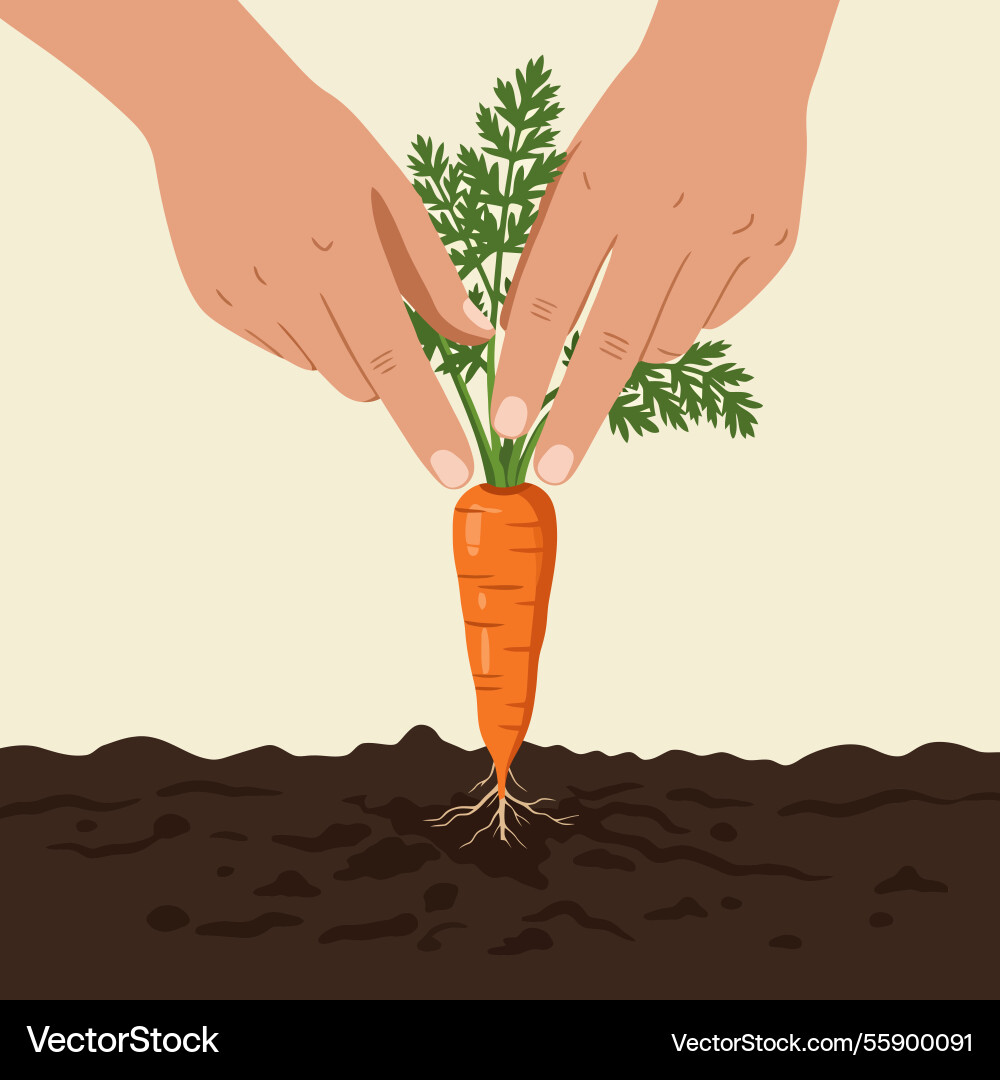 Pulling fresh carrot from soil with two hands Vector Image