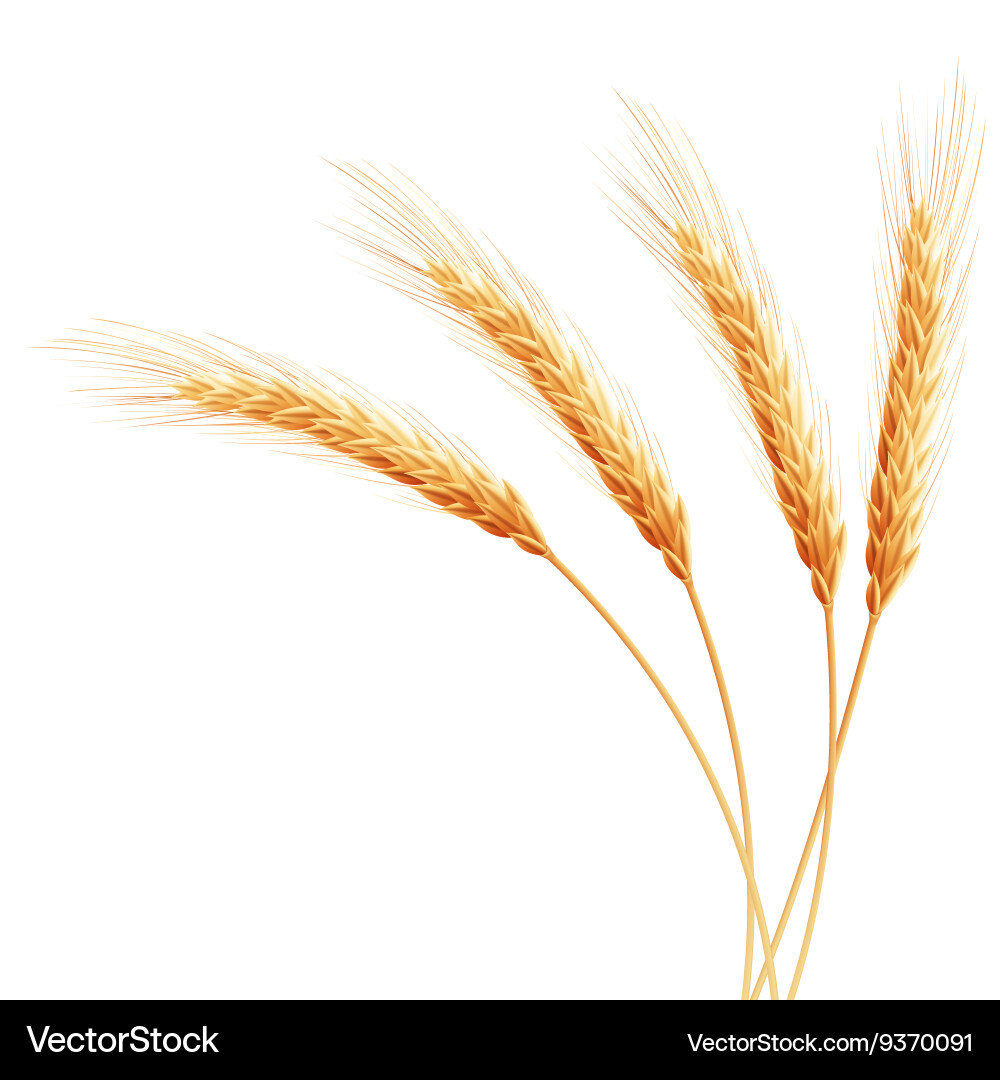 Wheat ears with space for text eps 10 vector image