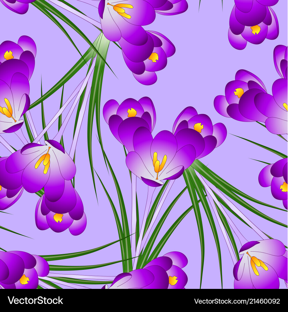 Purple crocus flower on light violet background – Royalty-Free Vector |  VectorStock, image size:1000x1080