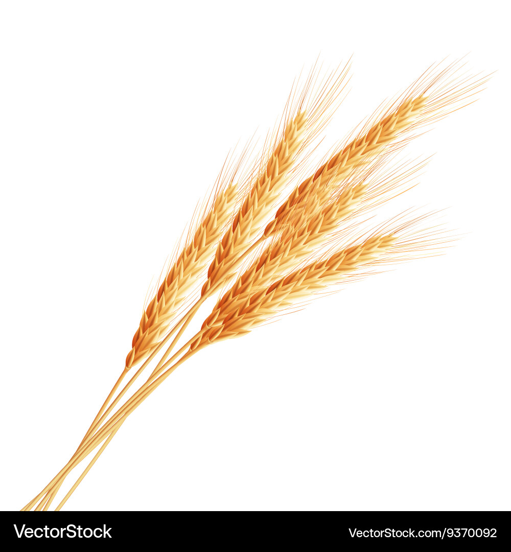 Wheat ears with space for text eps 10 vector image