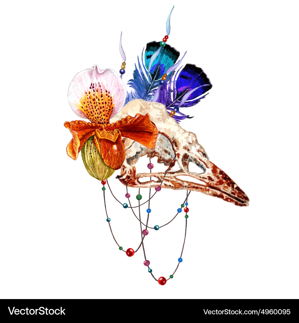 Bird skull6 Vector Image