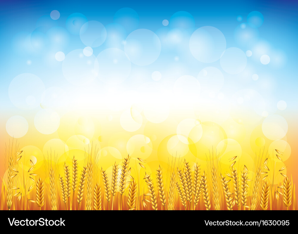 Wheat field background Royalty Free Vector Image