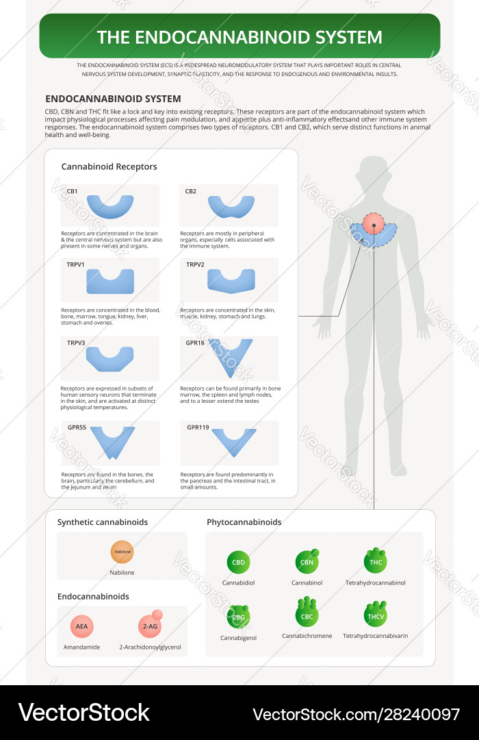 Endocannabinoid System Explained vector image