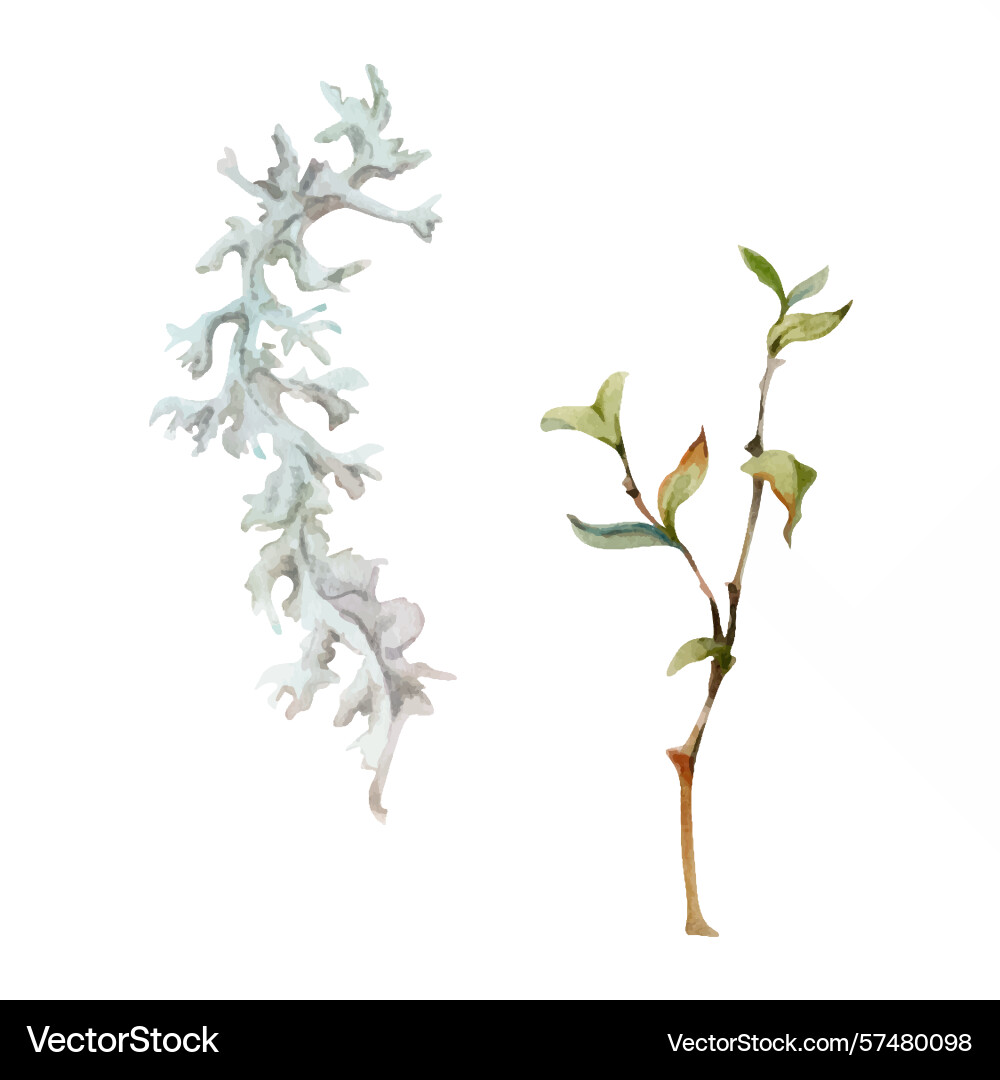 Foliose reindeer lichen segment branch twig Foliose reindeer lichen segment branch twig Vector Image