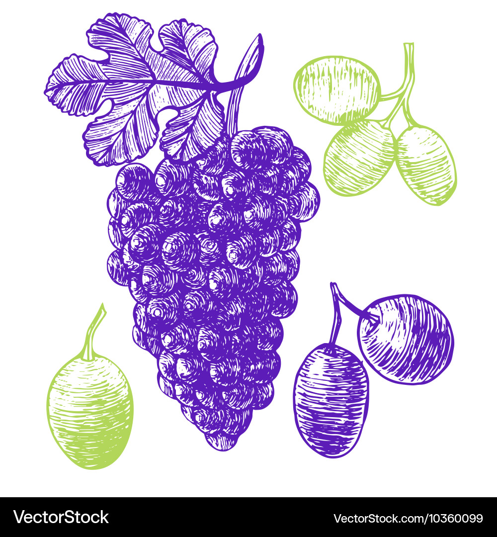 Grape hand draw sketch vector image