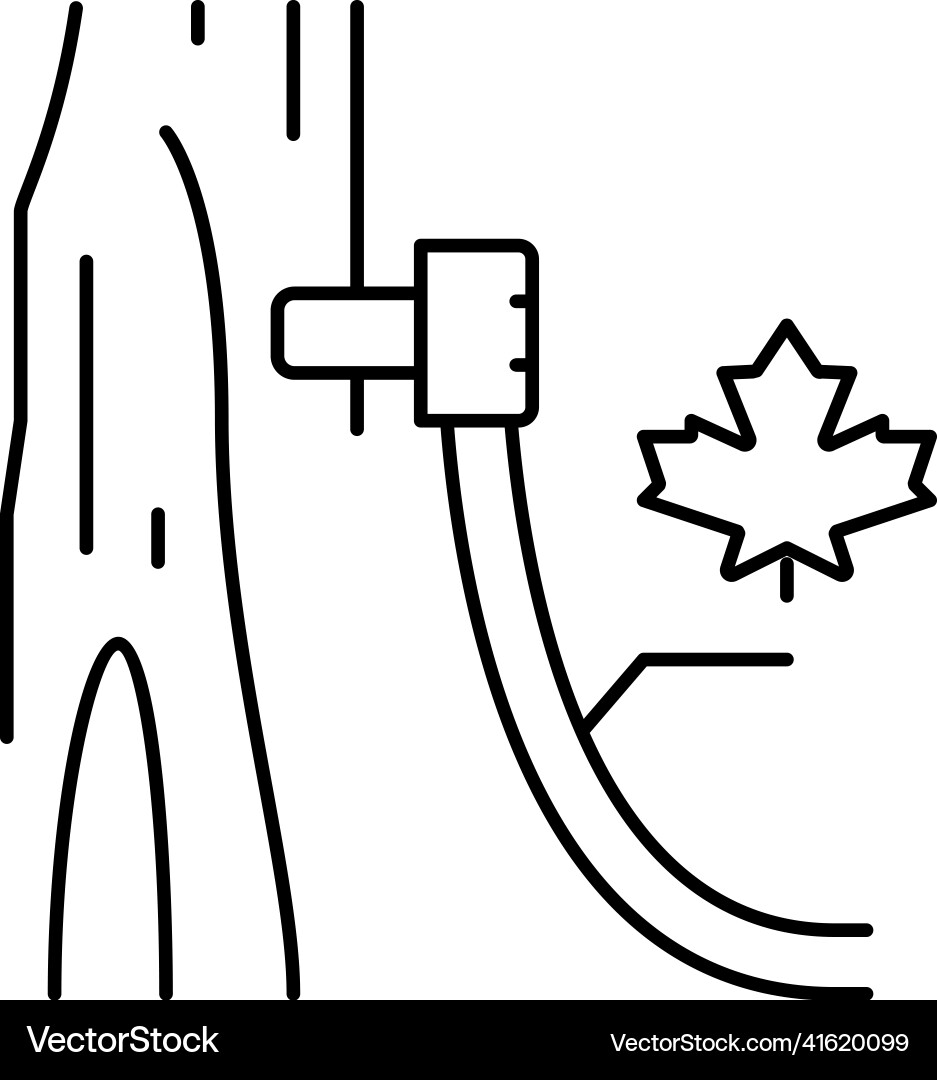 Maple sap collection using tubing method line Vector Image