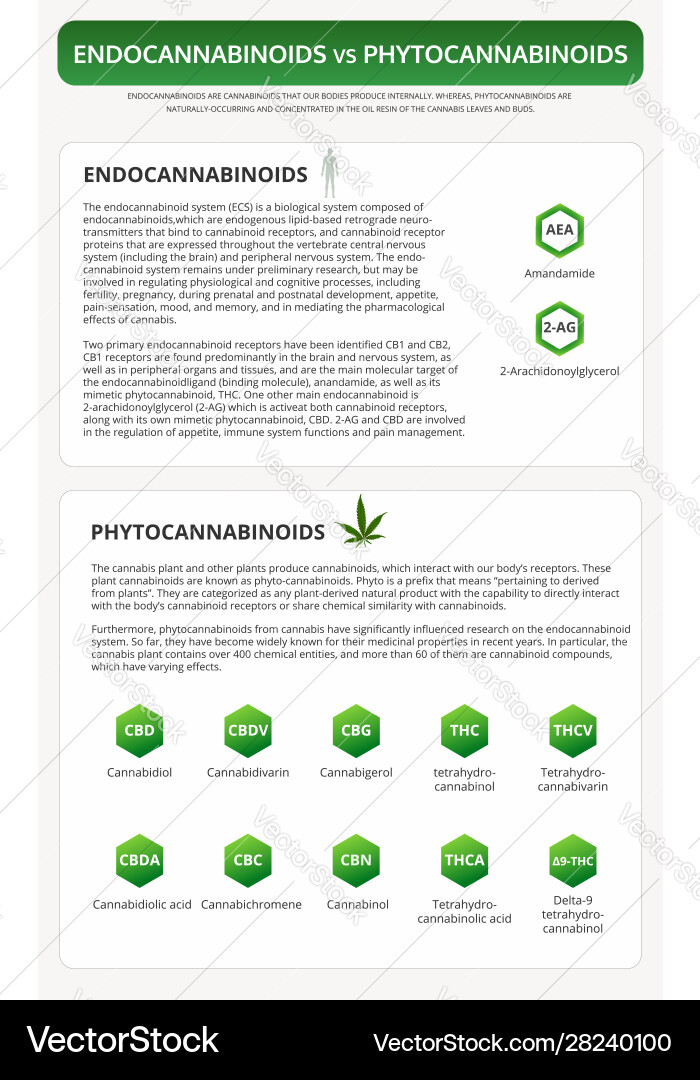 Endocannabinoids vs phytocannabinoids vertical Endocannabinoids vs phytocannabinoids vertical vector image
