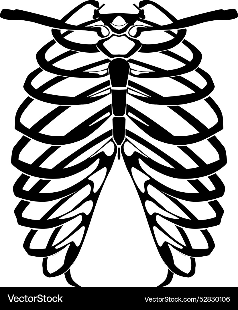 Rib cage silhouette black human anatomy bones Rib cage silhouette black human anatomy bones vector image