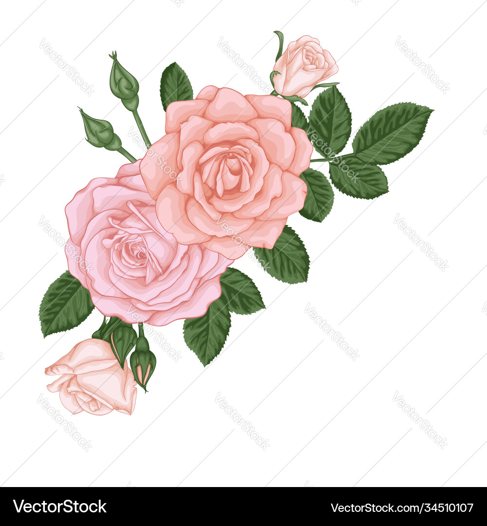 Beautiful bouquet with pastel pink roses buds Beautiful bouquet with pastel pink roses buds vector image