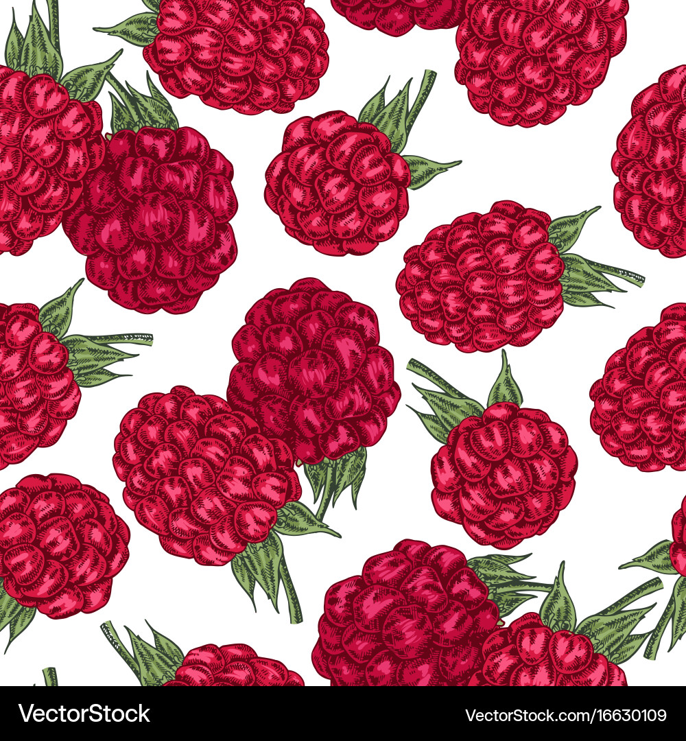 Hand drawn sketchy berries ripe raspberry branch Vector Image