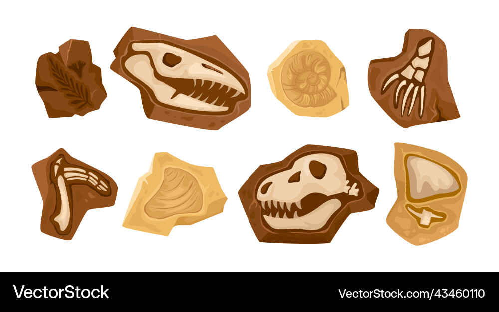 Dinosaur Fossil Set - Bone Collection vector image