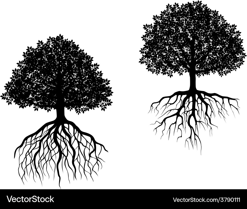 Root Systems of Two Trees Royalty Free Vector Image