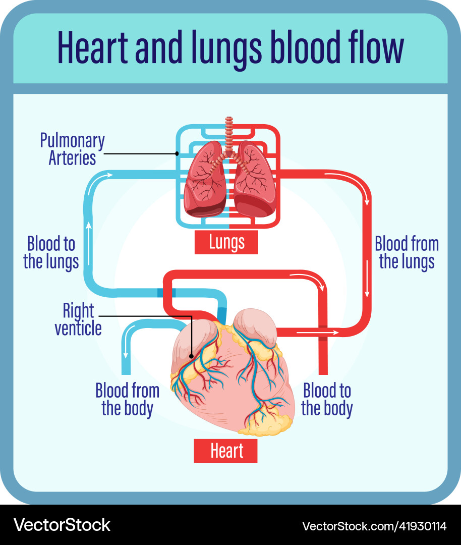 Diagram showing blood flow of human heart Diagram showing blood flow of human heart vector image
