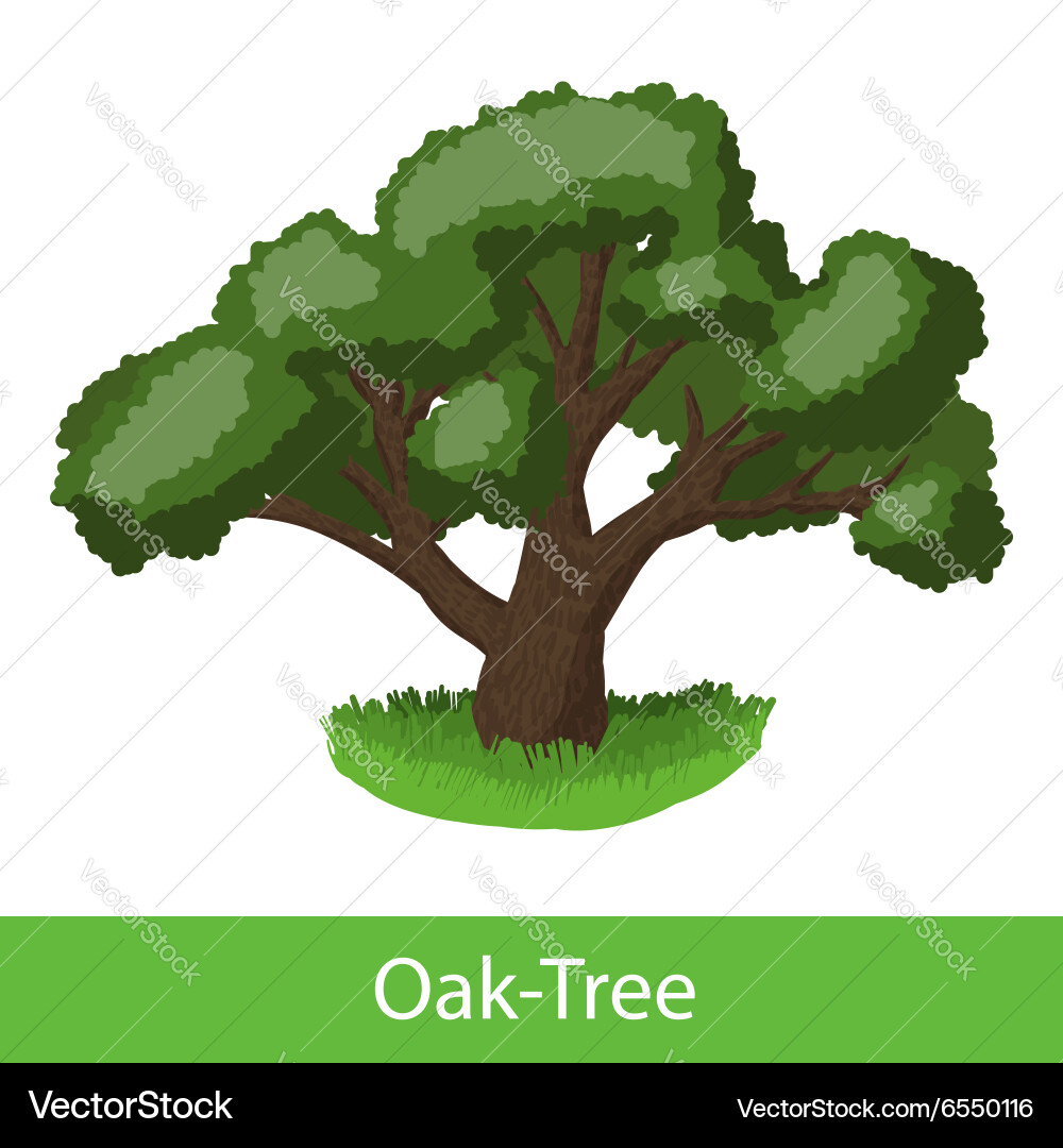 Cartoon Oak Tree Icon – Royalty-Free Vector | VectorStock, image size:1000x1080