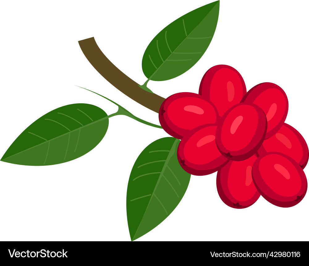 Cocoa tree branch composition vector image