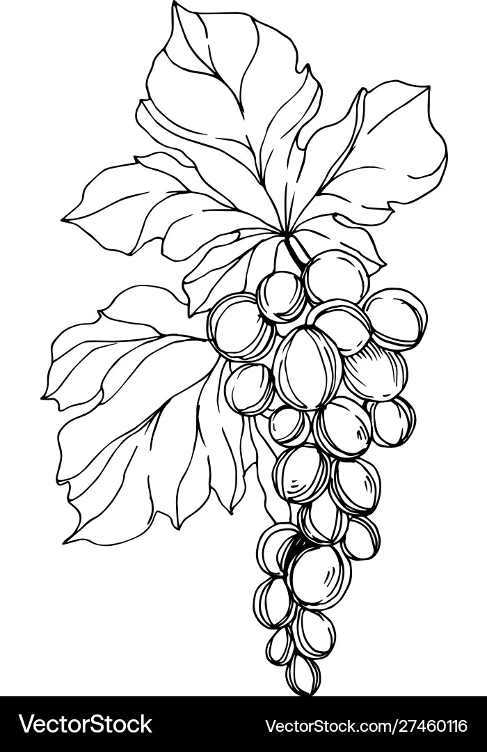Grape berry healthy food black and white Grape berry healthy food black and white vector image