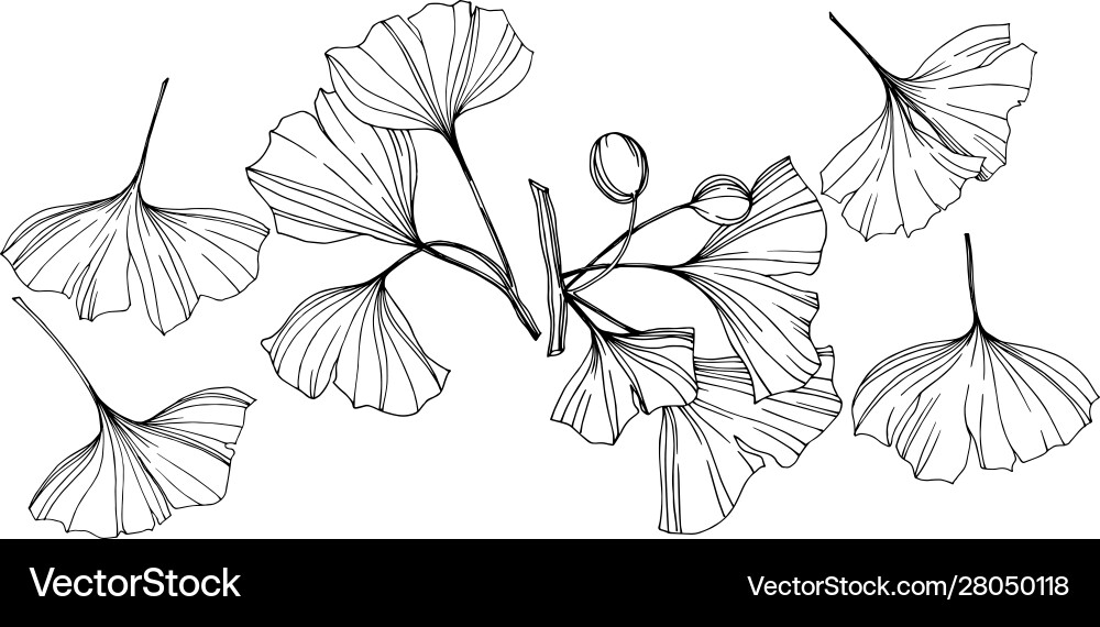 Isolated ginkgo element leaf vector image