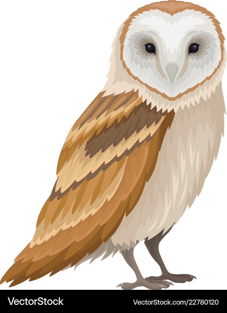 Barn Owl Clip Art