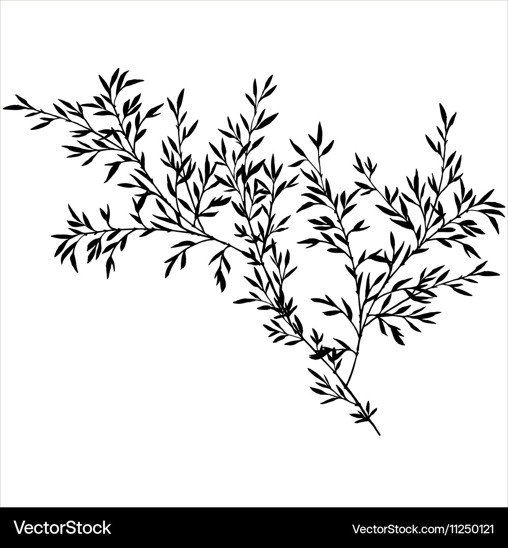 Bamboo Branch Silhouette Royalty Free Vector Image