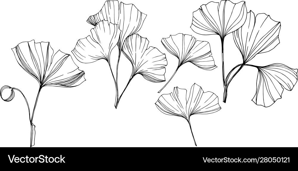 Isolated ginkgo element leaf vector image