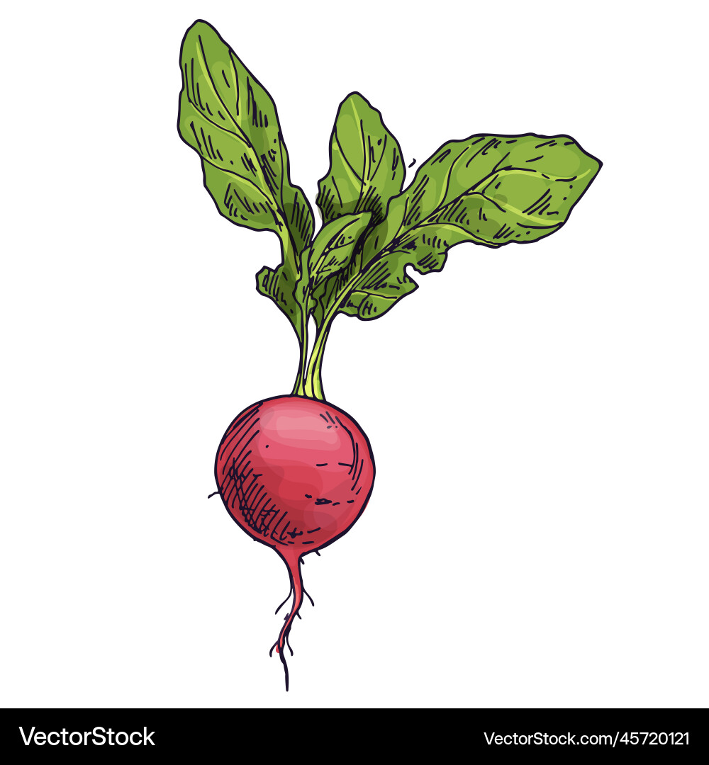 Radish isolated on white background sketch Radish isolated on white background sketch vector image