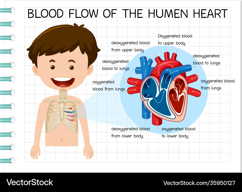 Diagram blood flow human heart Diagram blood flow human heart vector image