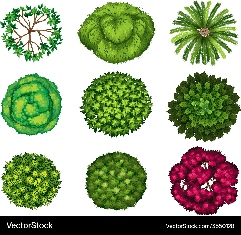 Tree Top View Collection vector image