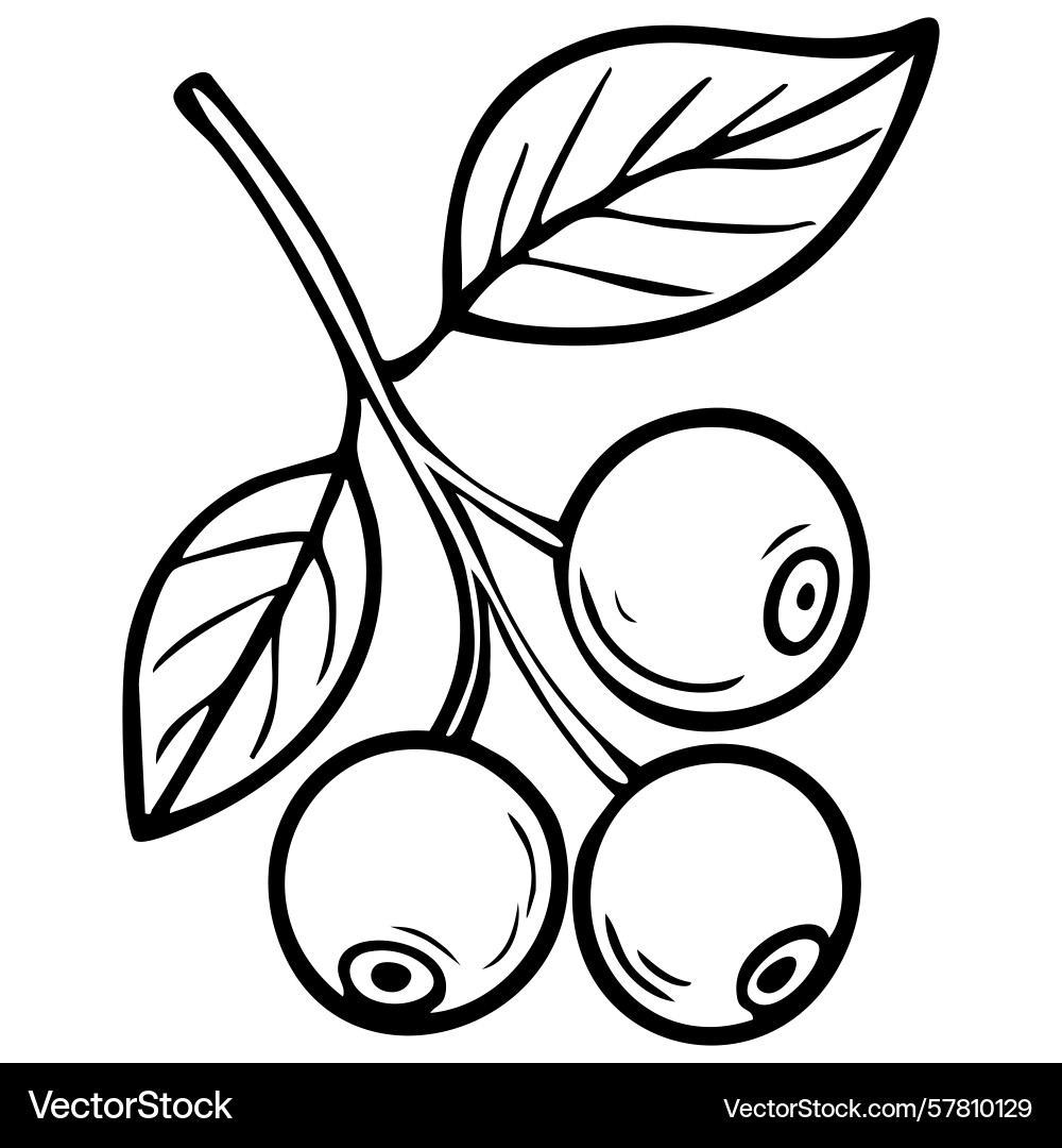 A simple line drawing of branch with three Vector Image